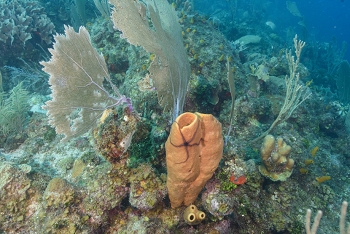 Sponge Sea Star, on a sponge.<br>September 26, 2016