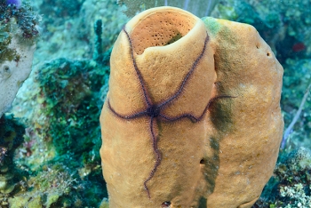 Sponge Sea Star, on a sponge.<br>September 26, 2016