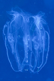 Jellyfish<br>September 27, 2016