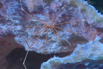 Arrow Crab<br>September 27, 2016