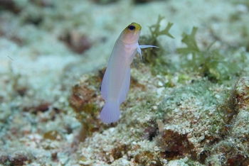 Yellowhead Jawfish<br>September 27, 2016