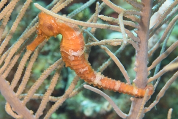 Longnose Seahorse<br>September 27, 2016