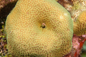 Blenny peeking out of coral<br>September 27, 2016