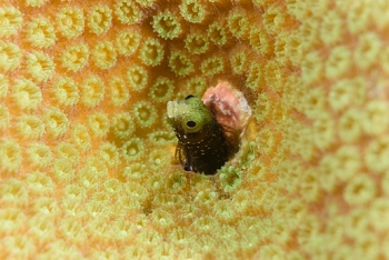 Secretary or Spinyhead Blenny<br>September 27, 2016