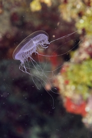 Jellyfish<br>September 27, 2016