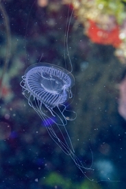 Jellyfish<br>September 27, 2016