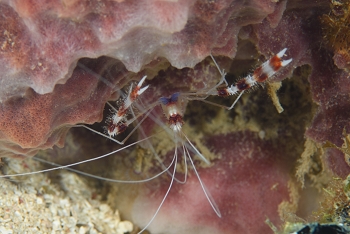Banded Coral Shrimp<br>September 27, 2016