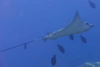 Spotted Eagle Ray<br>September 27, 2016