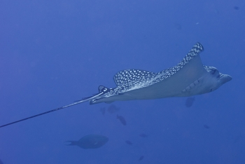 Spotted Eagle Ray<br>September 27, 2016