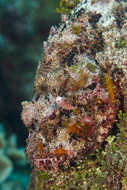 Reef Scorpionfish<br>September 27, 2016