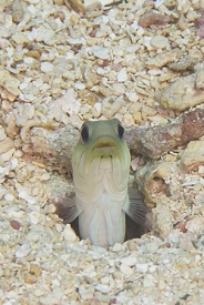 Yellowhead Jawfish<br>September 27, 2016