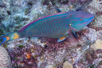 Spotlight Parrotfish<br>September 27, 2016