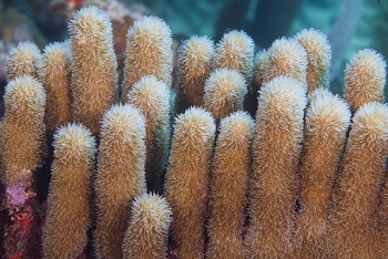 Pillar coral<br>September 27, 2016