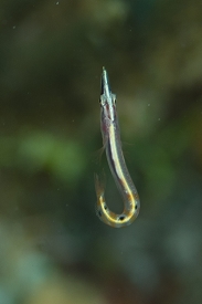 Arrow Blenny<br>September 27, 2016