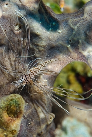 Lionfish (very small)<br>September 27, 2016