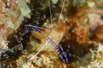 Pederson Cleaning Shrimp<br>September 27, 2016