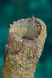 Sponge Brittle Star<br>September 27, 2016