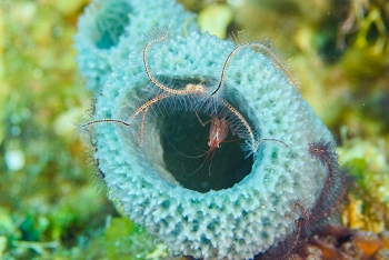 Peppermint Shrimp and Brittle Star inside an Azure vase.<br>September 27, 2016