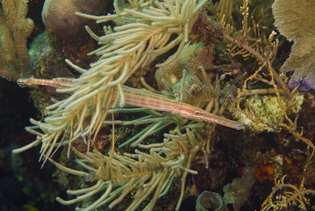 Trumpetfish<br>September 27, 2016