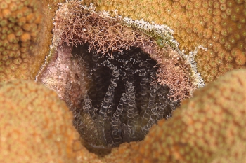 Corkscrew Anemone<br>September 27, 2016