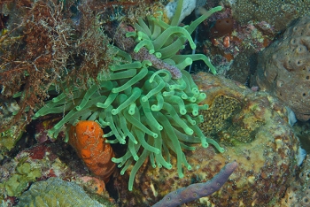 Giant Anemone<br>September 28, 2016