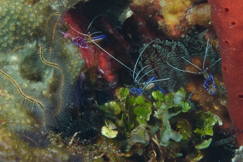 Pederson Cleaning Shrimp on Corkscrew Anemone<br>September 28, 2016