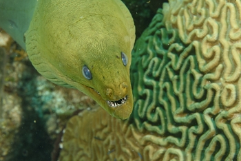 Green Moray Eel<br>September 28, 2016