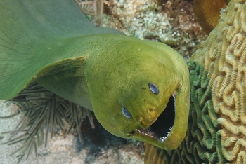 Green Moray Eel<br>September 28, 2016