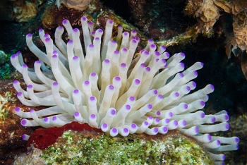 Giant Anemone<br>September 28, 2016