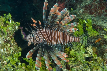 Lionfish<br>September 28, 2016