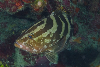 Grouper (Goliath?)<br>September 28, 2016