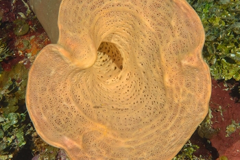 Brown Bowl (?) Sponge<br>September 28, 2016