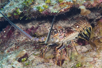 Caribbean Spiny Lobster<br>September 28, 2016