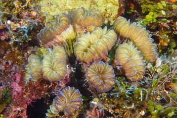 Smooth Flower Coral<br>September 28, 2016
