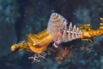 Christmas Tree Worm<br>September 28, 2016