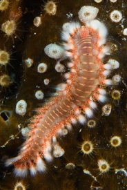 Bearded Fireworm<br>September 28, 2016