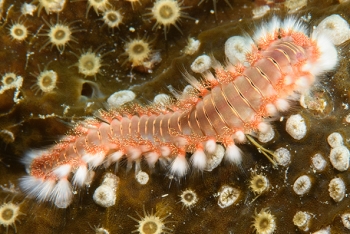 Bearded Fireworm<br>September 28, 2016