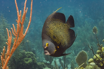 French Angelfish<br>September 28, 2016