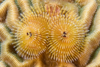 Christmas Tree Worm<br>September 28, 2016