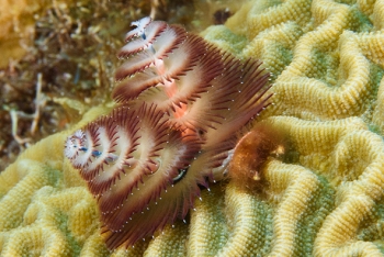 Christmas Tree Worm<br>September 28, 2016