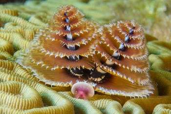 Christmas Tree Worm<br>September 28, 2016