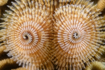 Christmas Tree Worm<br>September 28, 2016