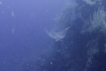 Spotted Eagle Ray<br>September 28, 2016