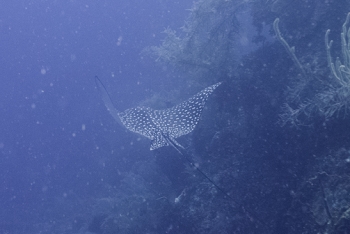 Spotted Eagle Ray<br>September 28, 2016