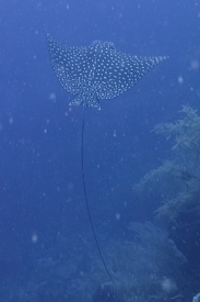 Spotted Eagle Ray<br>September 28, 2016