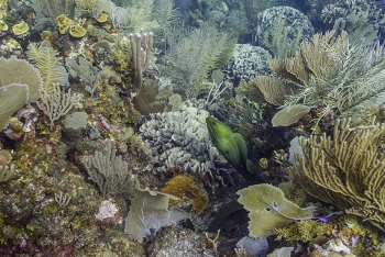 Another Green Moray Eel<br>September 28, 2016