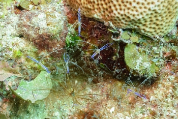 Pederson Cleaning Shrimp with Arrow Crab<br>September 28, 2016