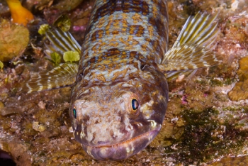 Sand Diver<br>September 29, 2016