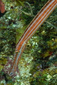 Trumpetfish<br>September 29, 2016