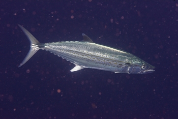 Wahoo (Atlantic Tarpon)<br>September 29, 2016